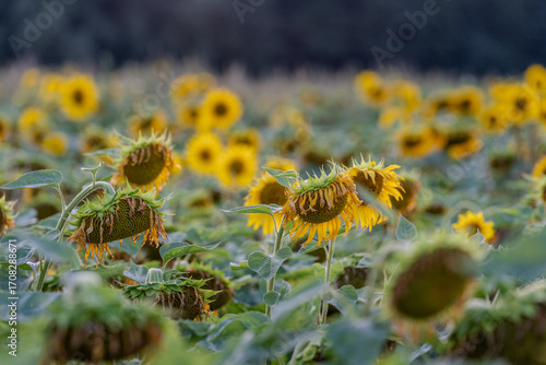 Słonecznik na polu słoneczników, żólte kwiaty w pełnym rozkwicie zbliżenie