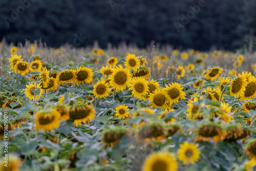 Słonecznik na polu słoneczników, żólte kwiaty w pełnym rozkwicie zbliżenie