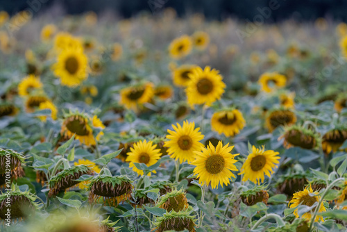 Słonecznik na polu słoneczników, żólte kwiaty w pełnym rozkwicie zbliżenie