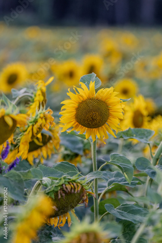 Słonecznik na polu słoneczników, żólte kwiaty w pełnym rozkwicie zbliżenie