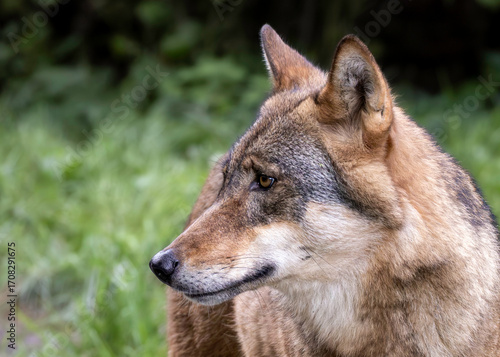 gray wolf portrait