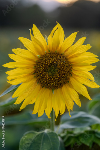 Słonecznik na polu słoneczników, żólte kwiaty w pełnym rozkwicie zbliżenie
