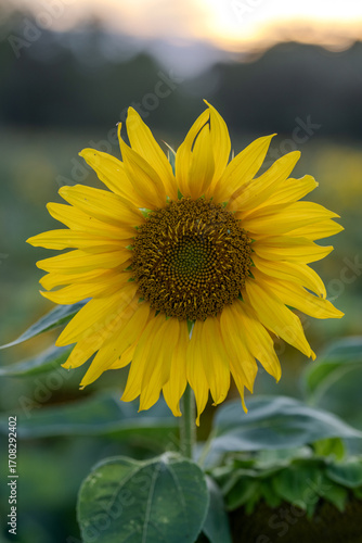 Słonecznik na polu słoneczników, żólte kwiaty w pełnym rozkwicie zbliżenie