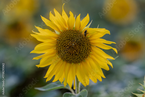 Słonecznik na polu słoneczników, żólte kwiaty w pełnym rozkwicie zbliżenie