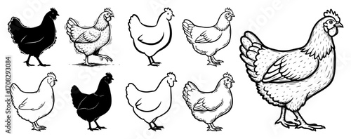 Vector Set of Chicken Illustrations in Sketch and Silhouette Style