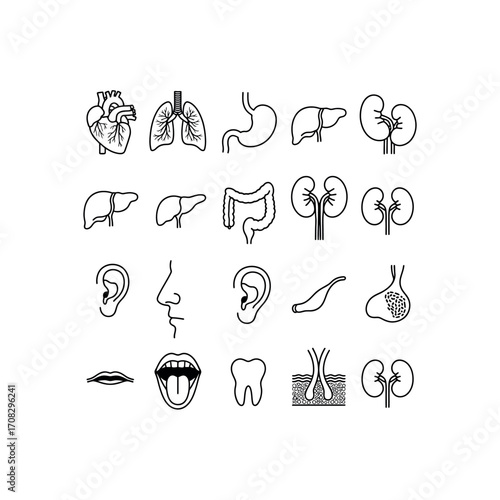 Human Anatomy Icons Heart Lungs Stomach Liver Intestines Kidneys Ear Nose Mouth Tooth Skin organ