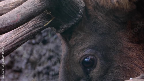 Close view of an altai wapiti elk deer head standing in the forest in autumn on a cloudy day