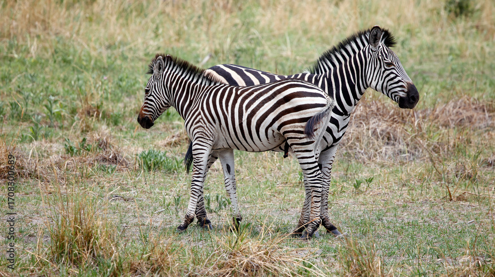 Obraz premium Zebra in theOkavango delta Botswana