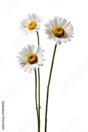 Wallpaper Mural Three white daisies with yellow centers on stems, isolated on white Torontodigital.ca