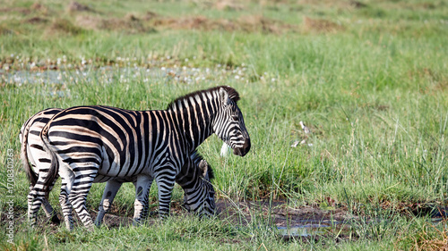 Zebra in theOkavango delta Botswana