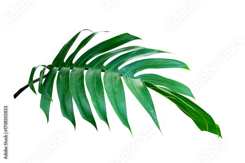 Tropical leaf isolated on white background, Philodendron plant.
