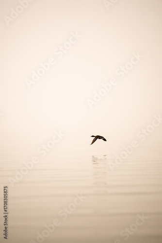 Flight in the simplicity