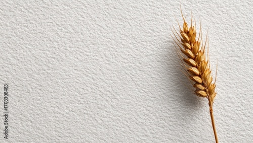 Single wheat ear on textured white surface