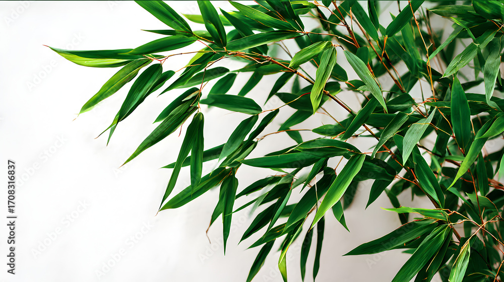 Fototapeta premium Vibrant green bamboo leaves cascade gracefully against a clean white backdrop, creating a serene and natural aesthetic perfect for wellness and spa themes.