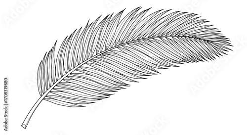 Elegant black and white line art illustration of a palm frond
