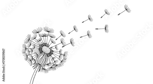 Delicate Dandelion Seed Head and Flying Seeds Artwork on White