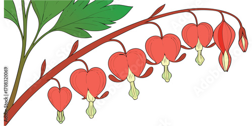 Branch of bleeding heart flowers with green leaves. And buds,  plant, nature, flora, botanical, bloom, blossom, heart-shaped, red, green, leaves, branch, delicate, spring, on a white background