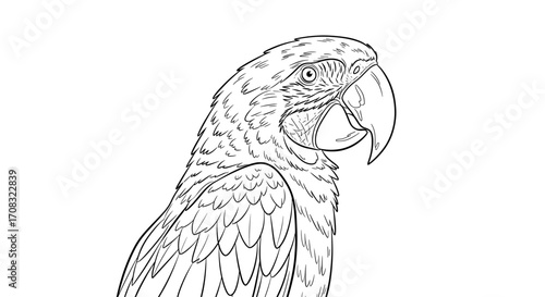 Elegant Macaw Illustration: A Detailed Black and White Bird Drawing