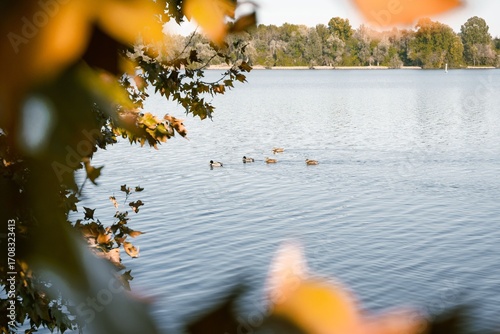 Fotografía Serene lake view with ducks and autumn leaves.