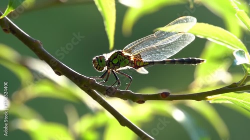 Colorful Dragonfly on Branch