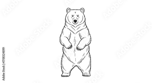 Standing Bear Black and White Line Art on White Background.