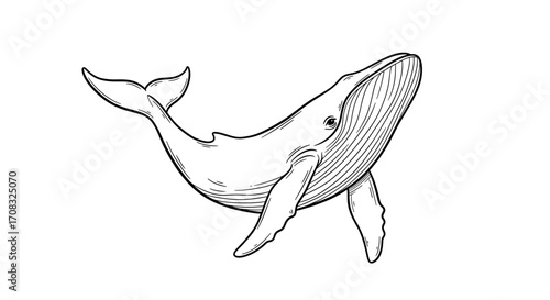Elegant Whale Sketch: Majestic Aquatic Mammal in Black and White