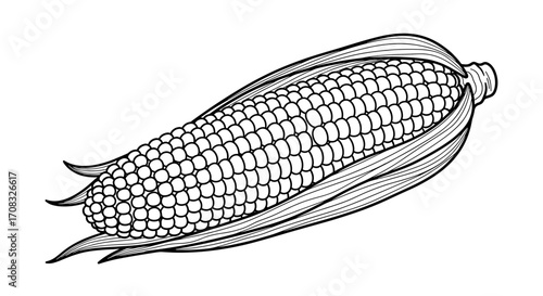 Striking Black and White Line Art of Sweet Corn Cob