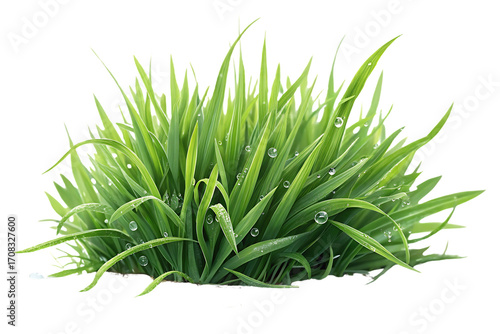 Lush green grass tuft with water droplets sparkling on individual blades in morning dew, isolated on a transparent background