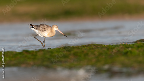 Black-tailed godwit (Limosa limosa) feeding on the shore, North Norfolk Coast, UK. Migratory British wading bird.
