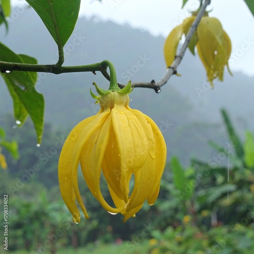 Yellow flower in a garden