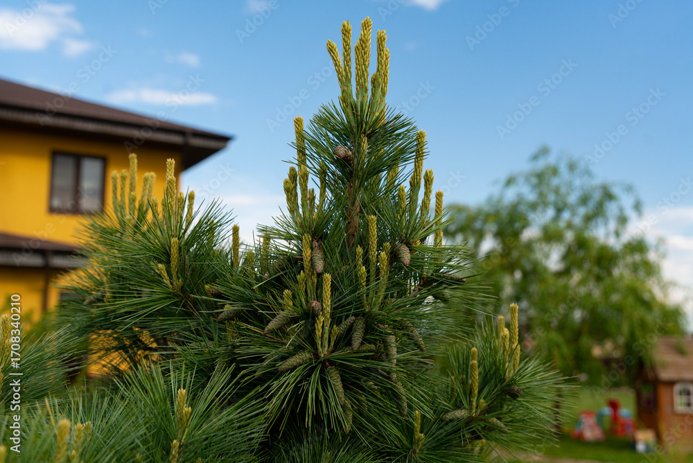 Fototapeta premium Evergreen pine in suburban backyard