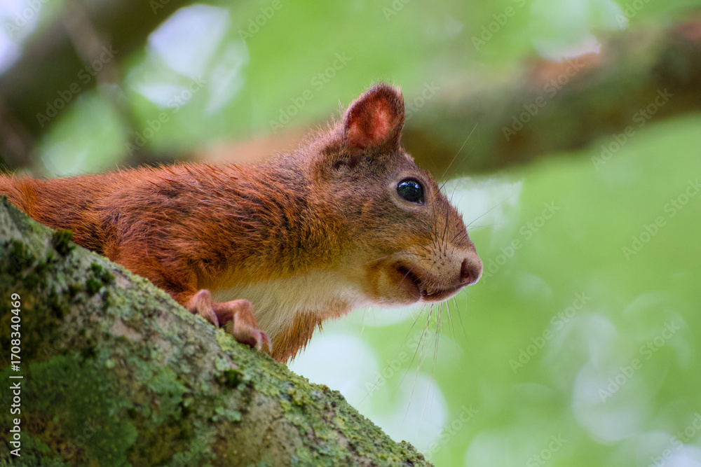 Fototapeta premium Close-up of a red squirrel peeking from a tree branch in natural habitat 