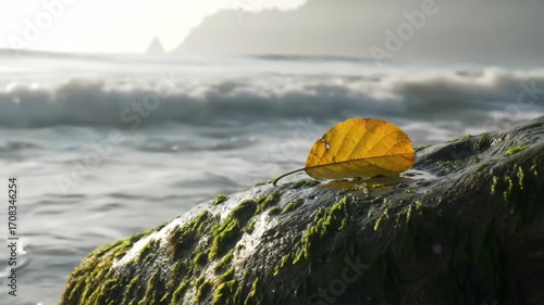 A Golden Leaf's Coastal Embrace Nature's Serene Moment