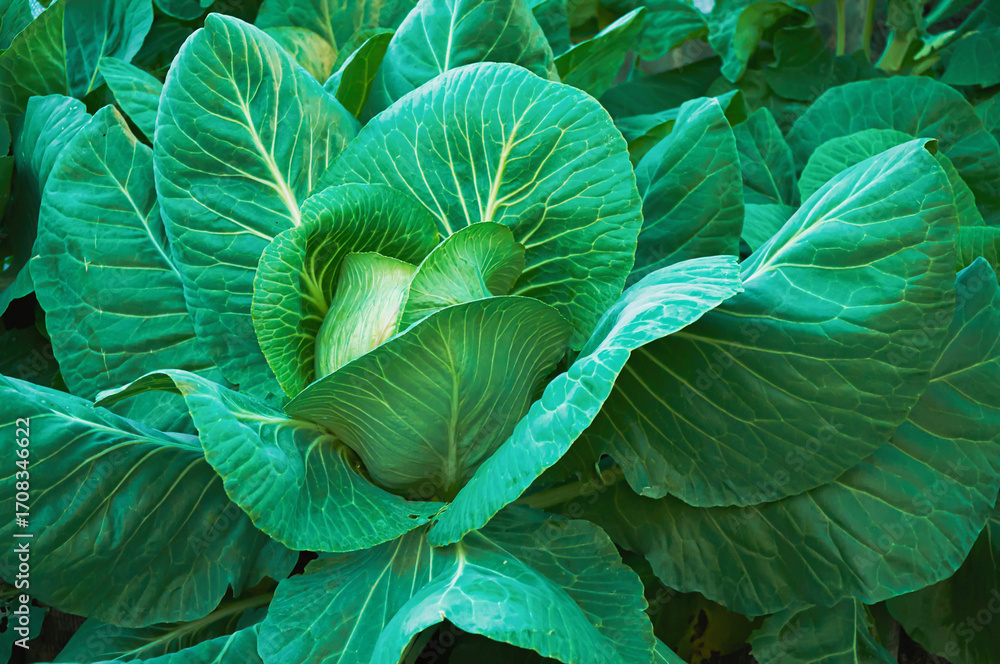 Fototapeta premium Fresh Green Cabbage in the Garden