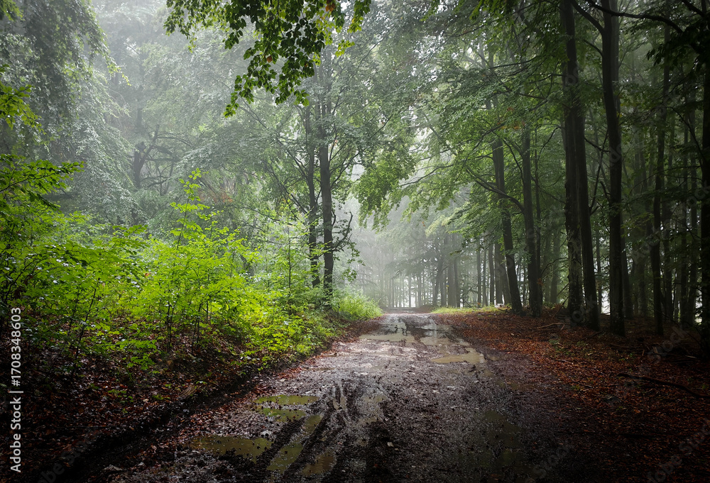 Fototapeta premium A foggy woodland path in the Bükk Mountains, Hungary, after rain. The wet ground and lush green foliage create a mysterious and tranquil forest atmosphere.