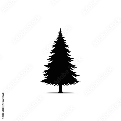 Black Silhouette of a Coniferous Evergreen Tree
