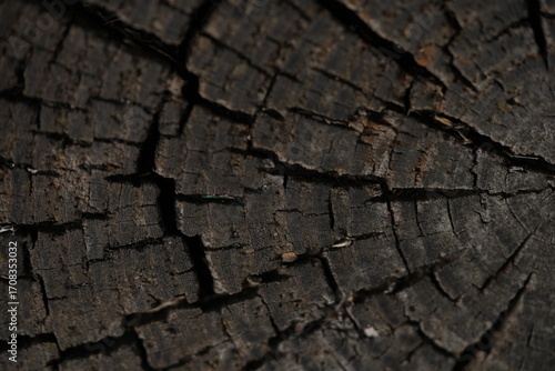 dark grey wood flooring abstract as background, old gray wood texture close up as a background	