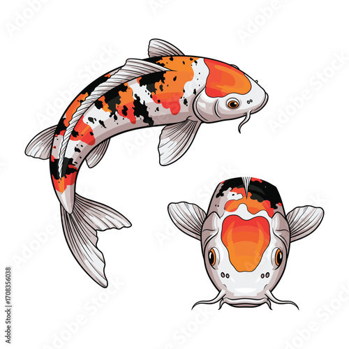 Koi Fish Fullbody and Face Illustration for Decorative Illustration
