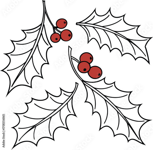 Christmas Holly Leaves with Red Berries Line Art Vector