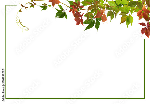 Parthenocissus twigs with colorful autumn leaves in a corner arrangement and frame isolated on white or transparent background (Wild grapes)