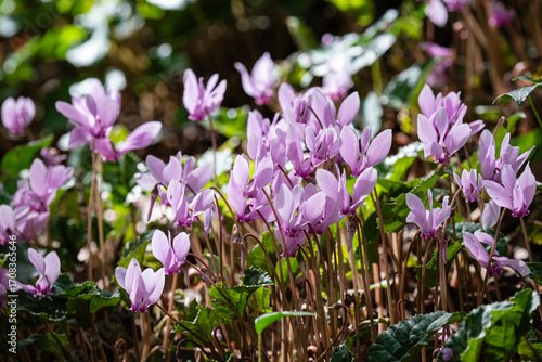 Cyclamen