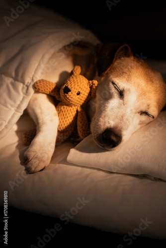 Adorable sleeping old dog face closed eyes in white bed covered under blanket. dark room cozy calm atmosphere. black background warm light. pet hugging bear toy. Good night sweet dreams. 