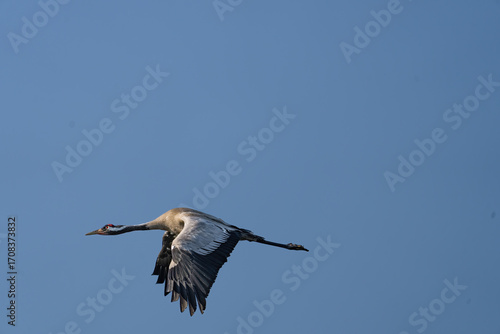 Ein Kranich im Flug von der Seite vor blauen Himmel.