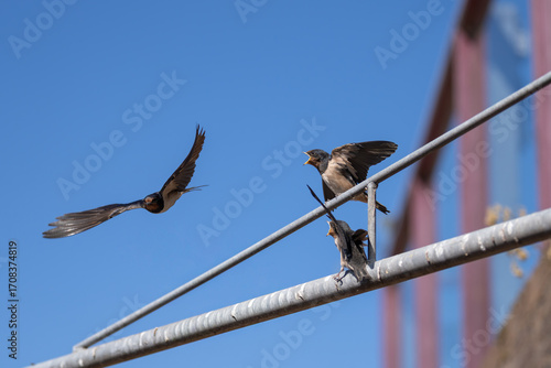 Eine Rauchschwalbe im  Flug nach der Fütterung der Jungen auf einem Metalrohr vor blauen Himmel