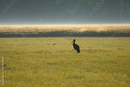 Ein Schwarzstorch auf einer Wieser in der Goldenen Stunde am Morgen mit leichten Nebel.