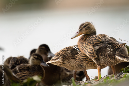 Im Vordergrund ist eine junge Stockente mit braunem, gemusterten Gefieder zu sehen, die ihren Kopf nach oben neigt und der hintergund ist unscharf