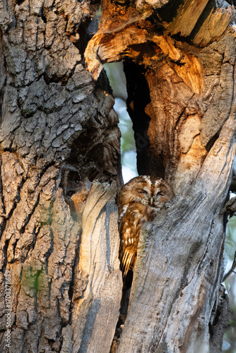 Ein Waldkauz versteckt sich in einer Baumhöhle bei den letzten warmen Sonnenstrahlen vom Tag