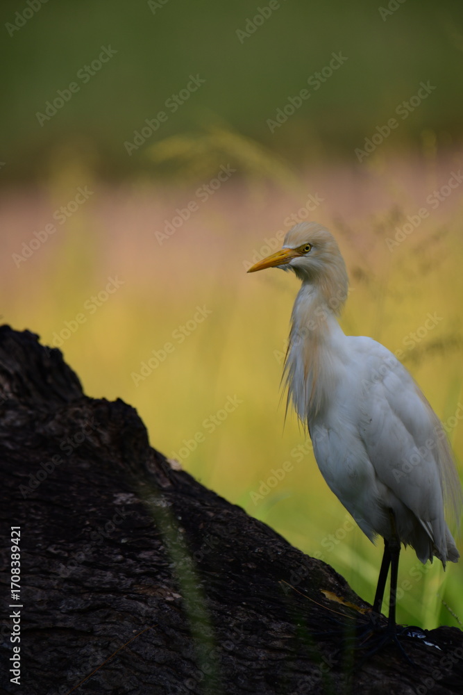 Obraz premium Cattle Egret, a medium-sized white heron, standing gracefully with its distinctive yellow bill. Its posture and serene background suggest a moment of quiet observation in its natural habitat.