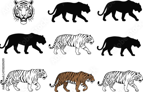 Tiger silhouette and vector illustration collection, wild animal graphic design, big cat walking poses, jungle wildlife symbol, predator art elements, striped tiger icons