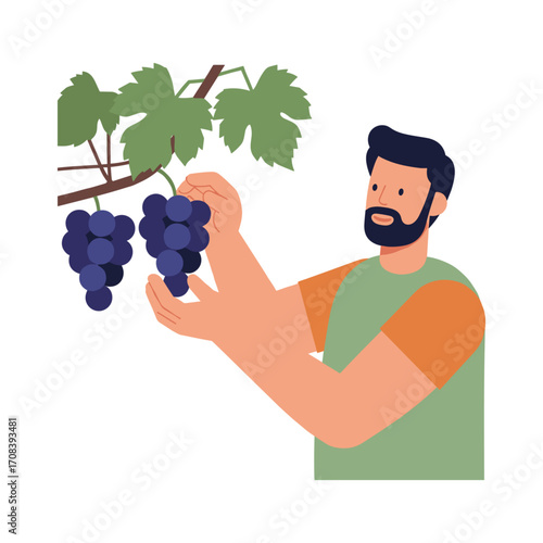 Harvesting grapes vineyard illustration natural setting sustainable agriculture. Vector illustration